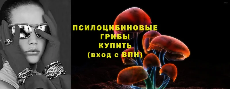 Псилоцибиновые грибы Psilocybe  что такое   Оханск 